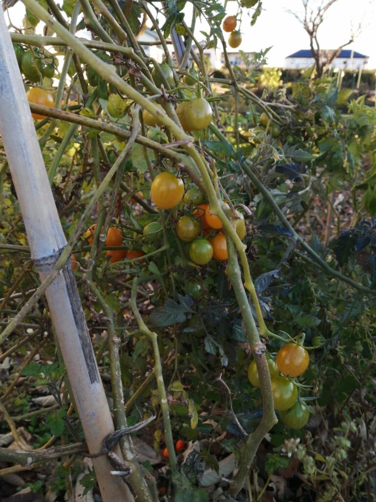 ミラパ畑のミニトマト（2022年12月14日）