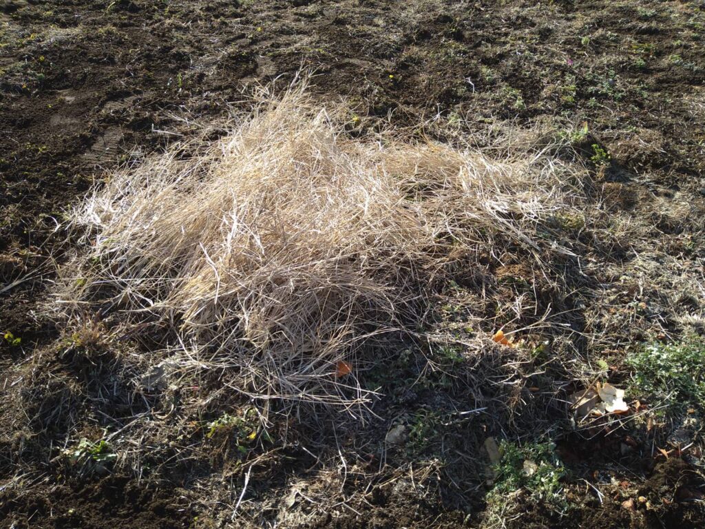 ミラパ場でない畑：雑草堆肥