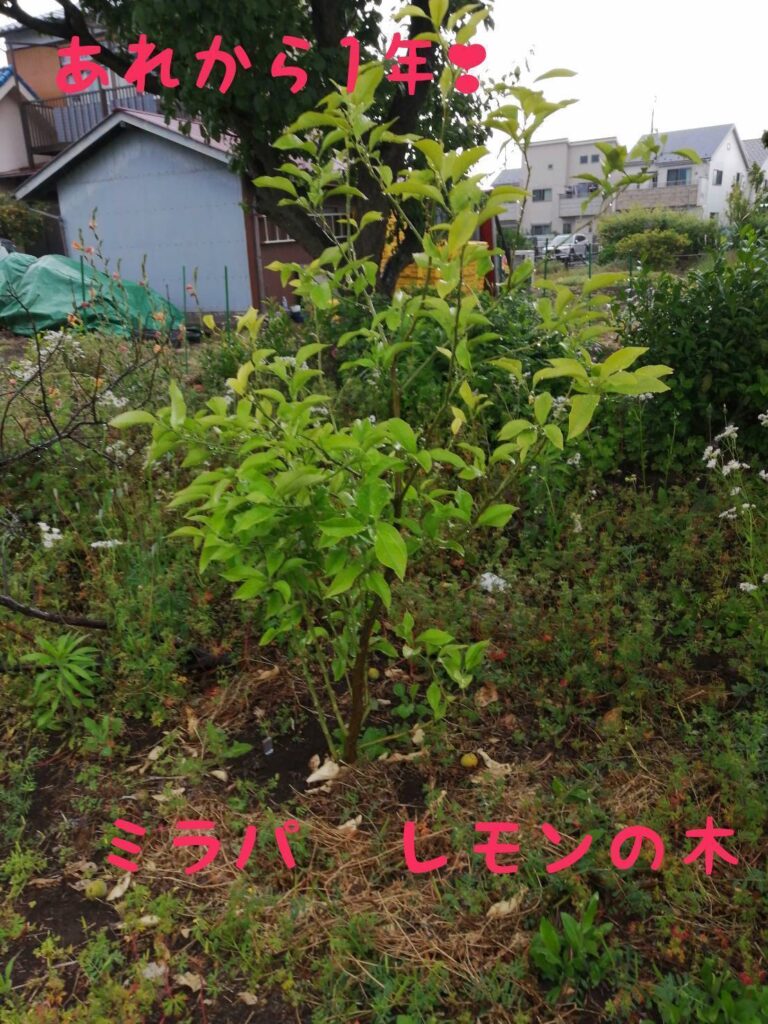 レモンの木（ミラパあり）：植樹から1年後