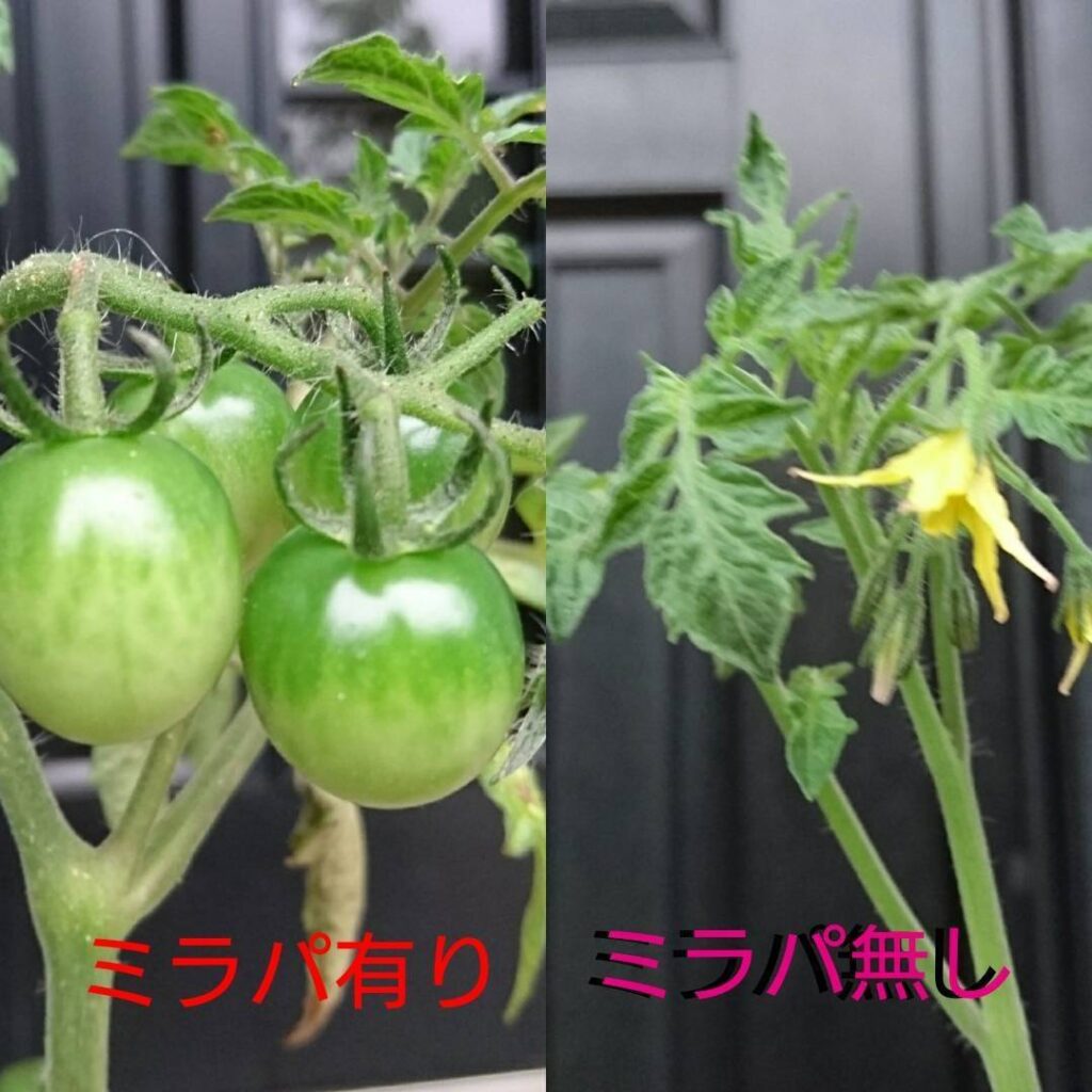 家庭菜園：ミニトマト比較（アップ）