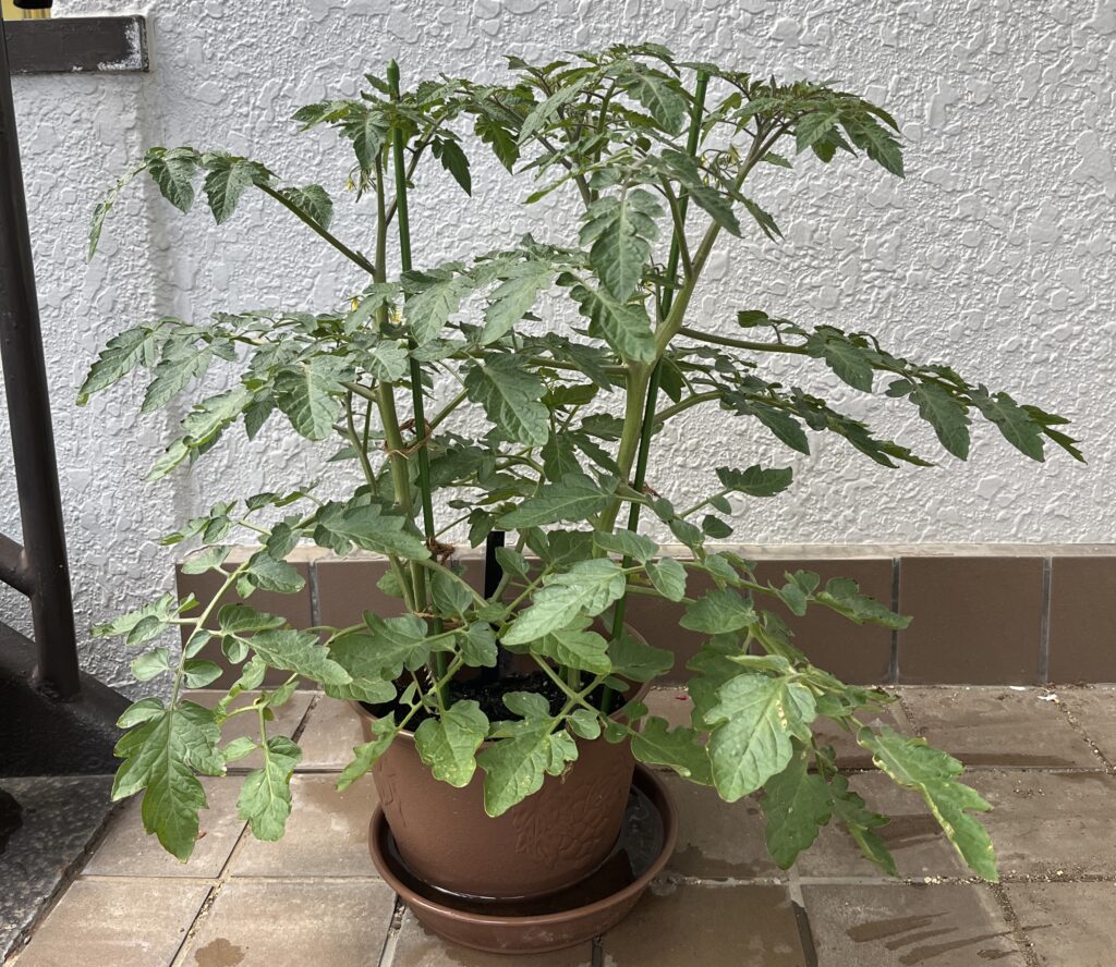 ミニトマト：途中経過：ミラパンあり