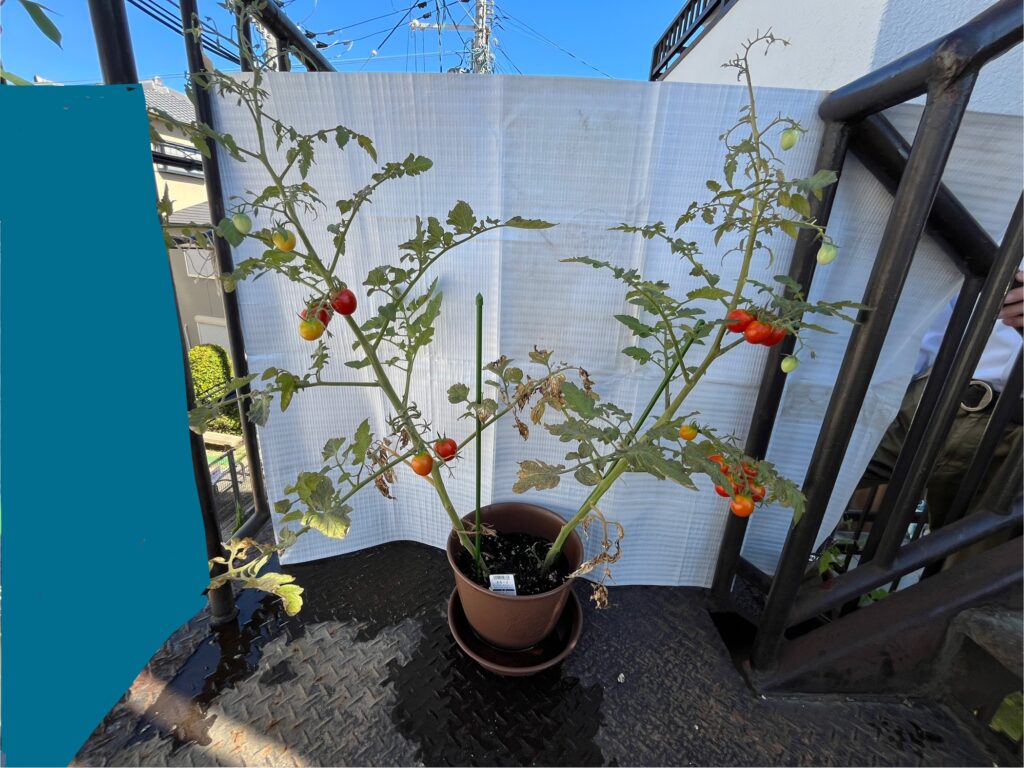 ミニトマト：実がなりました：ミラパンなし