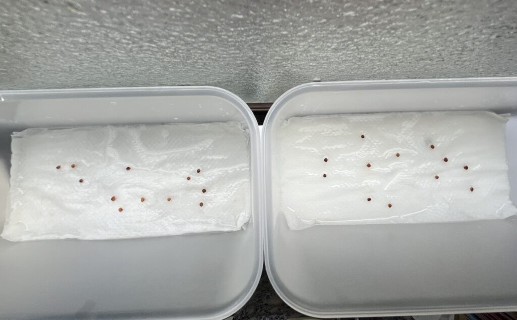 ほうれん草：水耕栽培：種まき